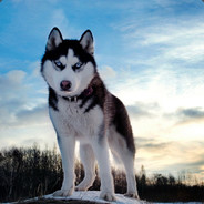 Husky_