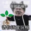 白洛竹