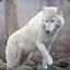 White Wolf