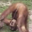 RancidChimp53 [sd]/[sk]