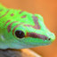 geckogamerVVP