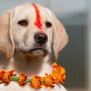Dogesh Bhai