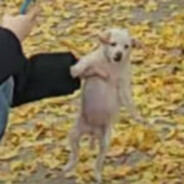 阿韦，不要再玩了