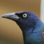 Grackle