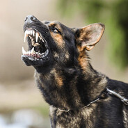 German_Shepherd