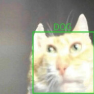 牛多奶少也是好奶牛猫