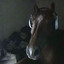 horsekingthe3rd