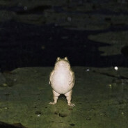 DooshFugga