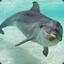 Turbo Dolphin