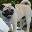 Fabu the pug