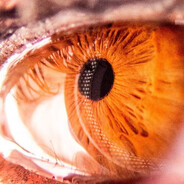 гном патапимыч