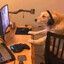 an actual dog