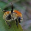Savage Yellow Bee