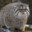 A Manul