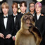baboon