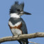 A Belted Kingfisher