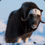 a musk ox