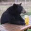 bear :3
