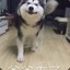 不累流