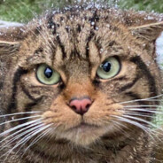 Scottish Wildcat