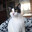 Adolf Kitler