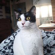 Adolf Kitler