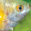 gourami