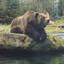 Kodiak Bear