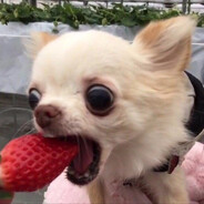 ахахахахахахахаххаха