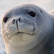 Wise Sea Lion