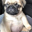 Perrito P@nzon...!!