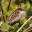 The Bearded Sparrow
