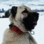 Kangal