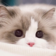 她和卡莎一样美