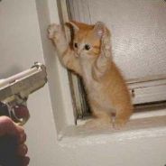 mallox - steam id 76561197970843818