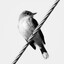 birdsong
