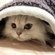 [PS] 🔫 V A D I M 🔫