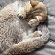 拄拐100米八秒三