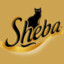 Sheba