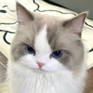 高价回收广东纯欲