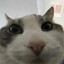 fuckass cat