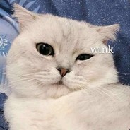 枪枪命中少女心