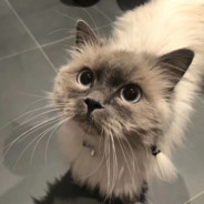 Patient Snipper Nian