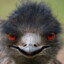 emu