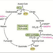 TCA  cycle