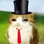 mr. meowl