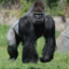 Gorilla on TREN