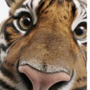 спид tiger