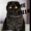 猪咪和葱