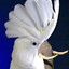 birbaphant